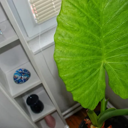 Lux Apartman Leka سراييفو
